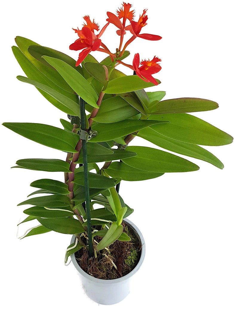 Epidendrum radicans - karmesinrote Schmetterlingsorchidee