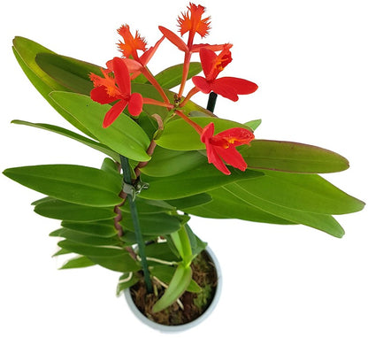 Epidendrum radicans - karmesinrote Schmetterlingsorchidee