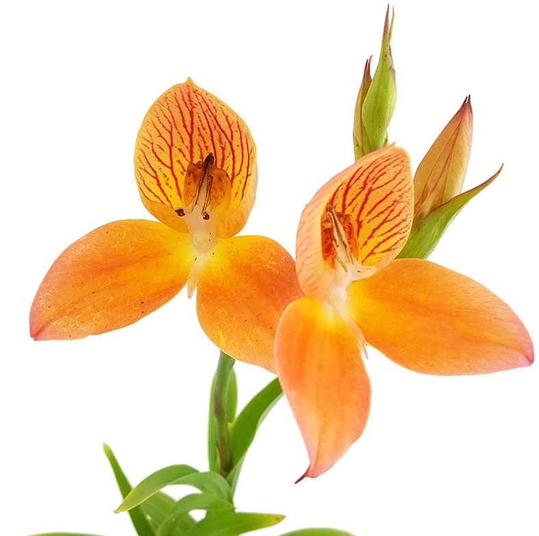 Disa Hybride Sids Favourite - Erdorchidee