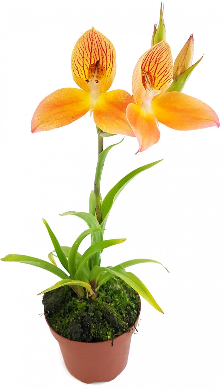 Disa Hybride Sids Favourite - Erdorchidee