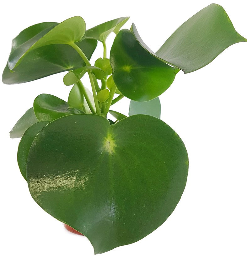 Peperomia Polybotrya &quot;Raindrop&quot; - Zierpfeffer