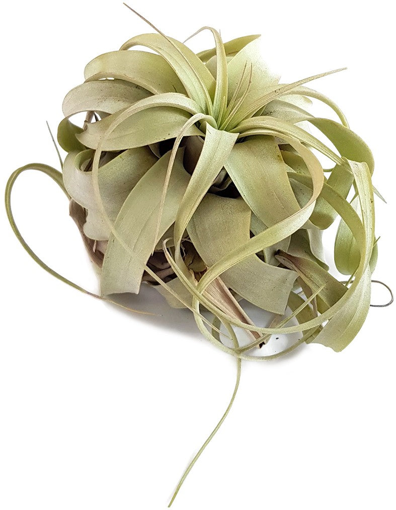 Tillandsie Xerographica