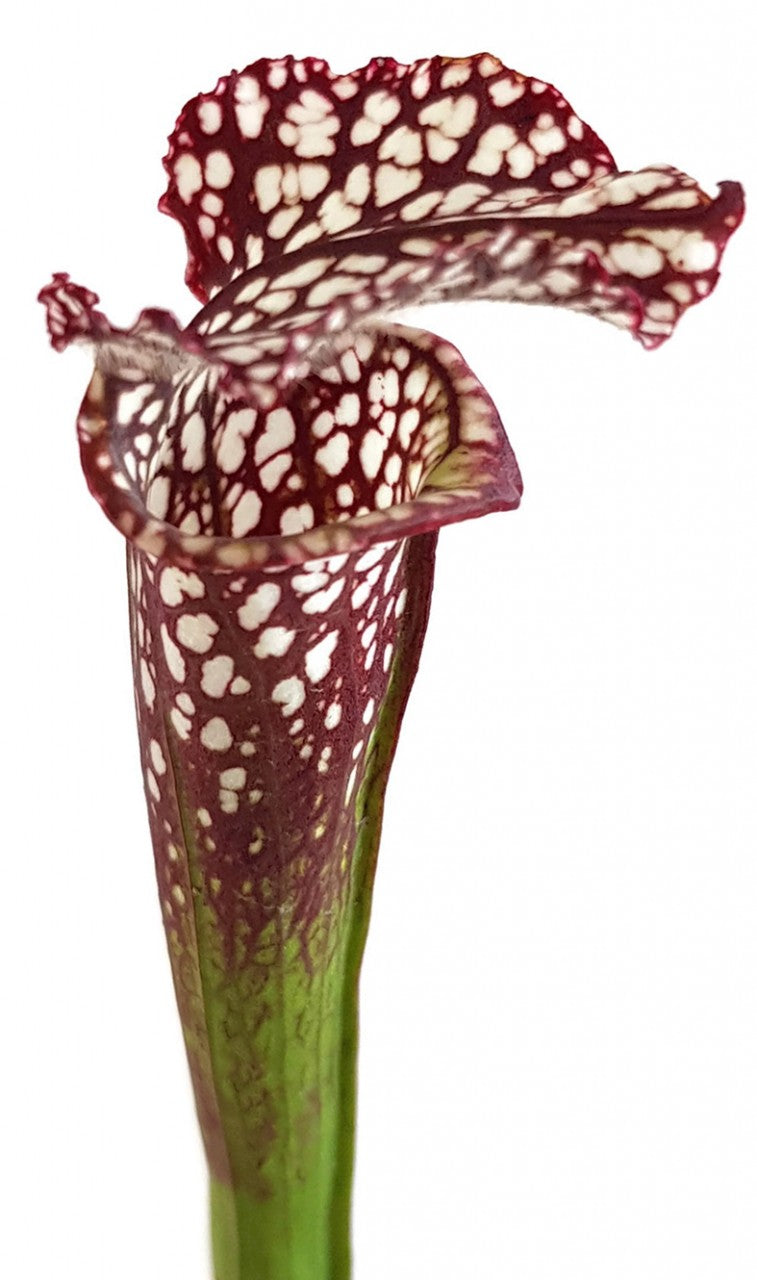 Sarracenia Leucophylla Seminole, Baldwin Co., Alabama