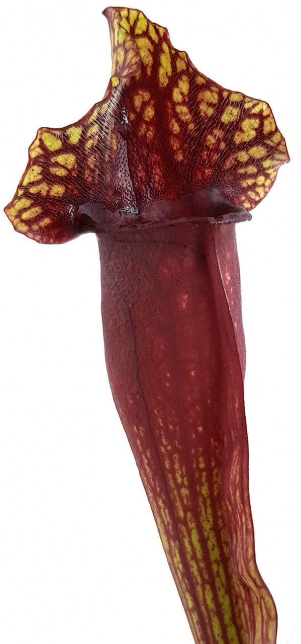 Sarracenia Mitchelliana (Purpurea X Leucophylla) - Klon 2