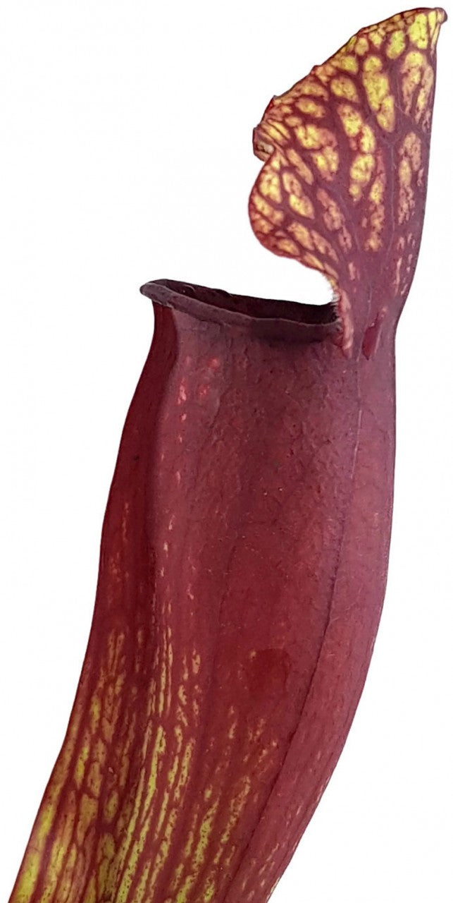 Sarracenia Mitchelliana (Purpurea X Leucophylla) - Klon 2