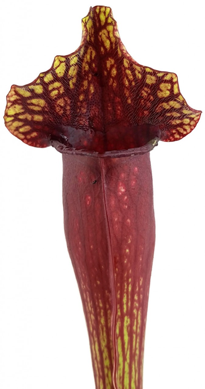 Sarracenia Mitchelliana (Purpurea X Leucophylla) - Klon 2