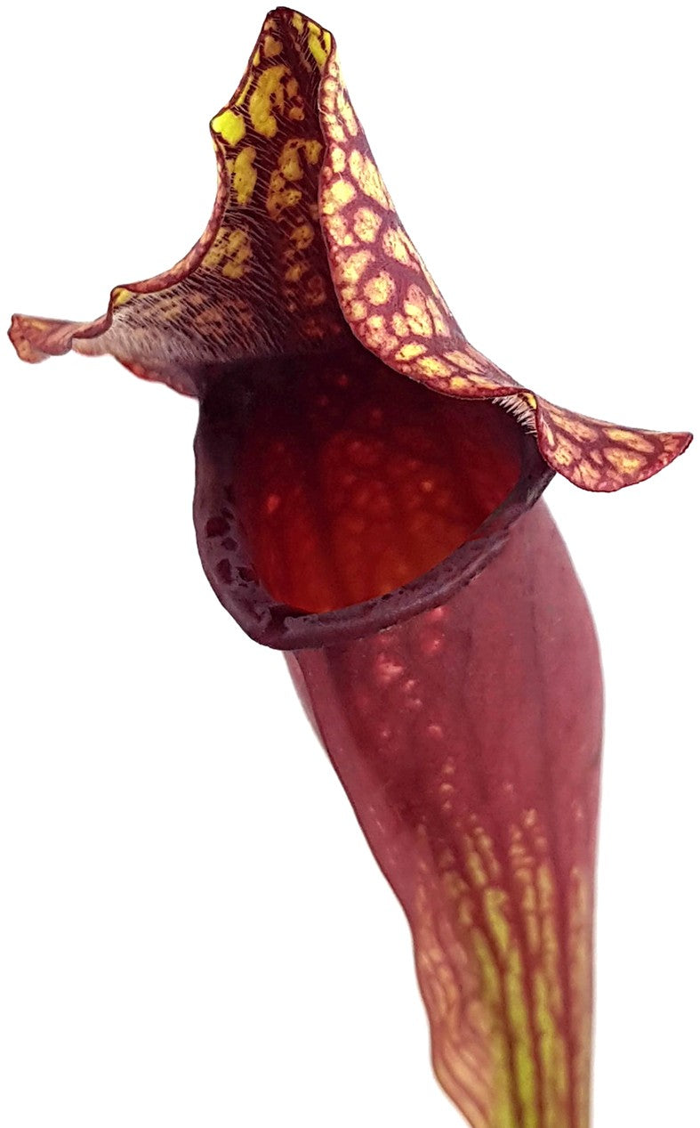 Sarracenia Mitchelliana (Purpurea X Leucophylla) - Klon 2