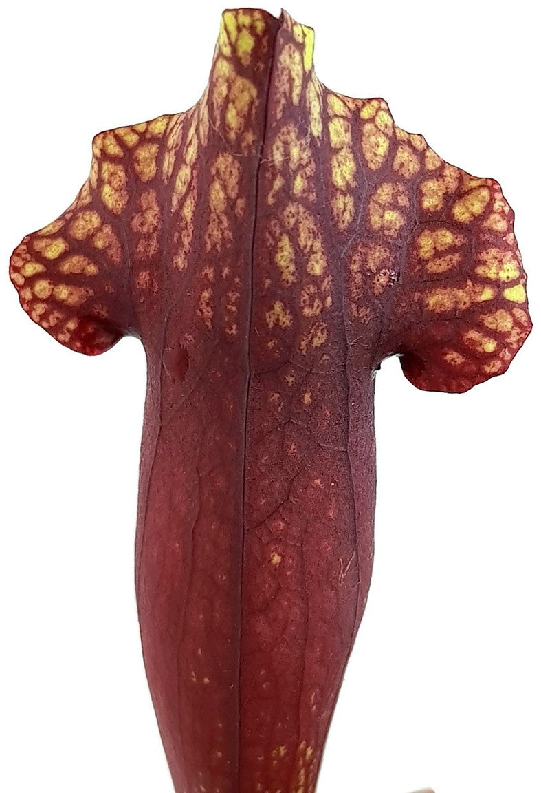 Sarracenia Mitchelliana (Purpurea X Leucophylla) - Klon 2