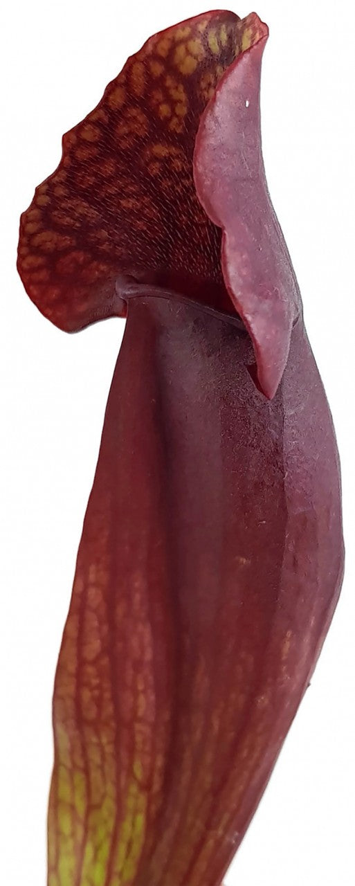 Sarracenia Purpurea ssp. Purpurea Klon 2