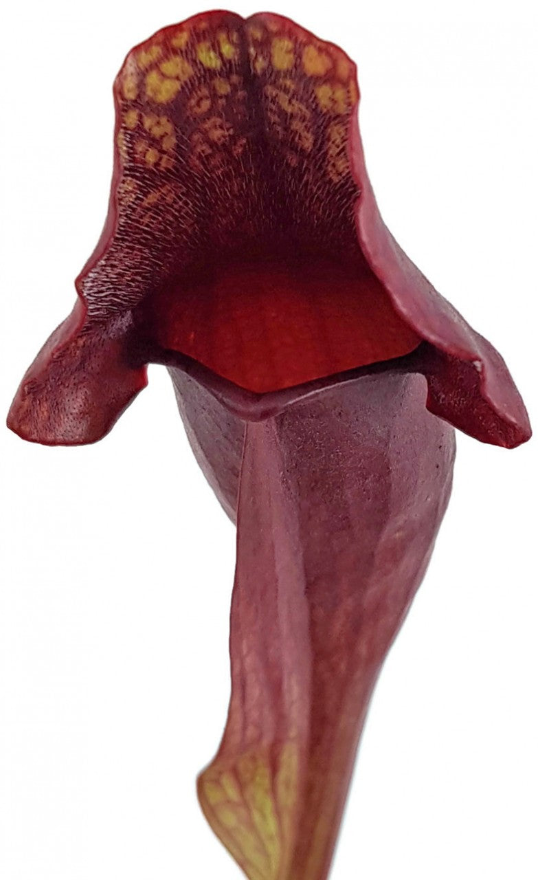 Sarracenia Purpurea ssp. Purpurea Klon 2