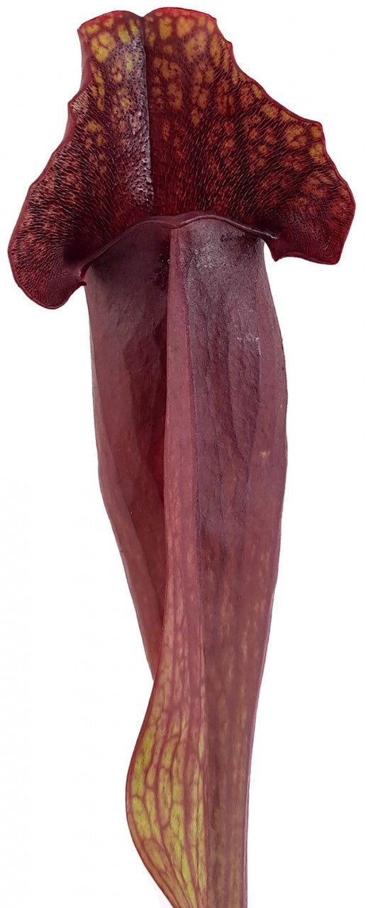 Sarracenia Purpurea ssp. Purpurea Klon 2