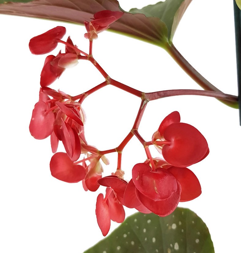 Begonia Corallina - Korallenbegonie