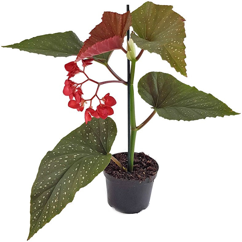 Begonia Corallina - Korallenbegonie