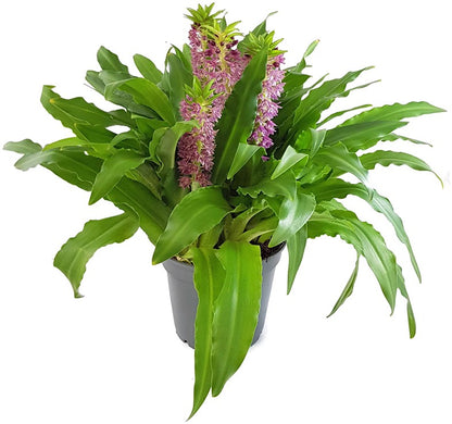 Eucomis Leia - rosa Schopflilie