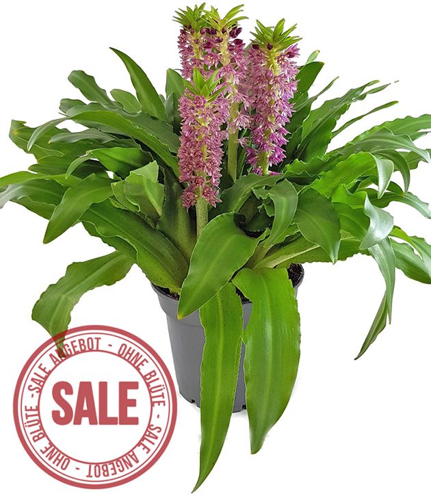 Eucomis Leia - rosa Schopflilie SALE ohne Blüte