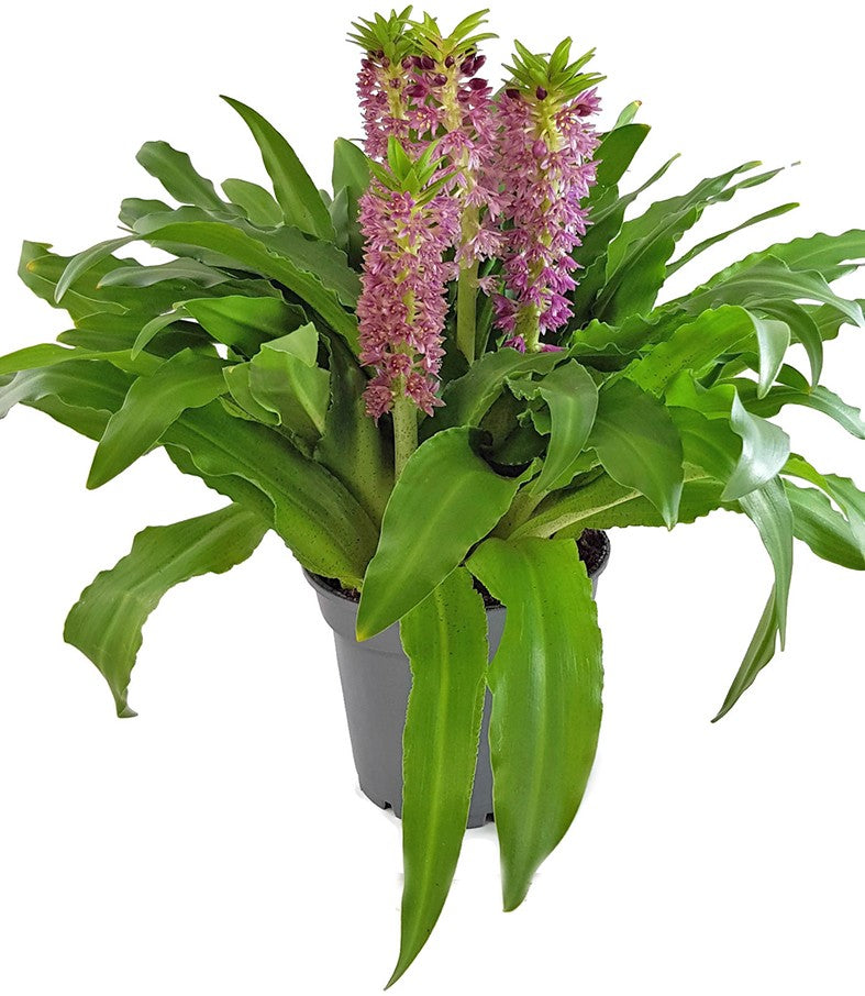 Eucomis Leia - rosa Schopflilie SALE ohne Blüte