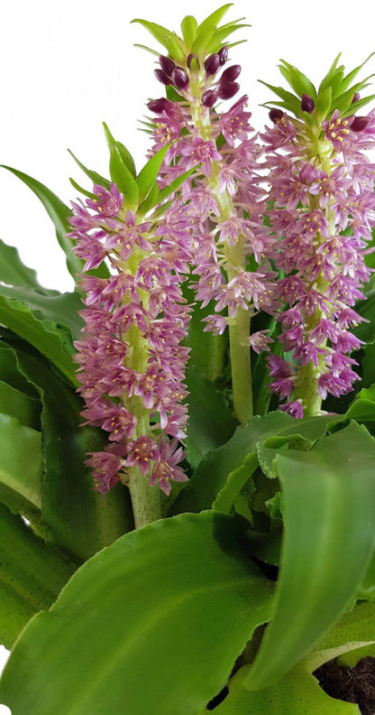 Eucomis Leia - rosa Schopflilie