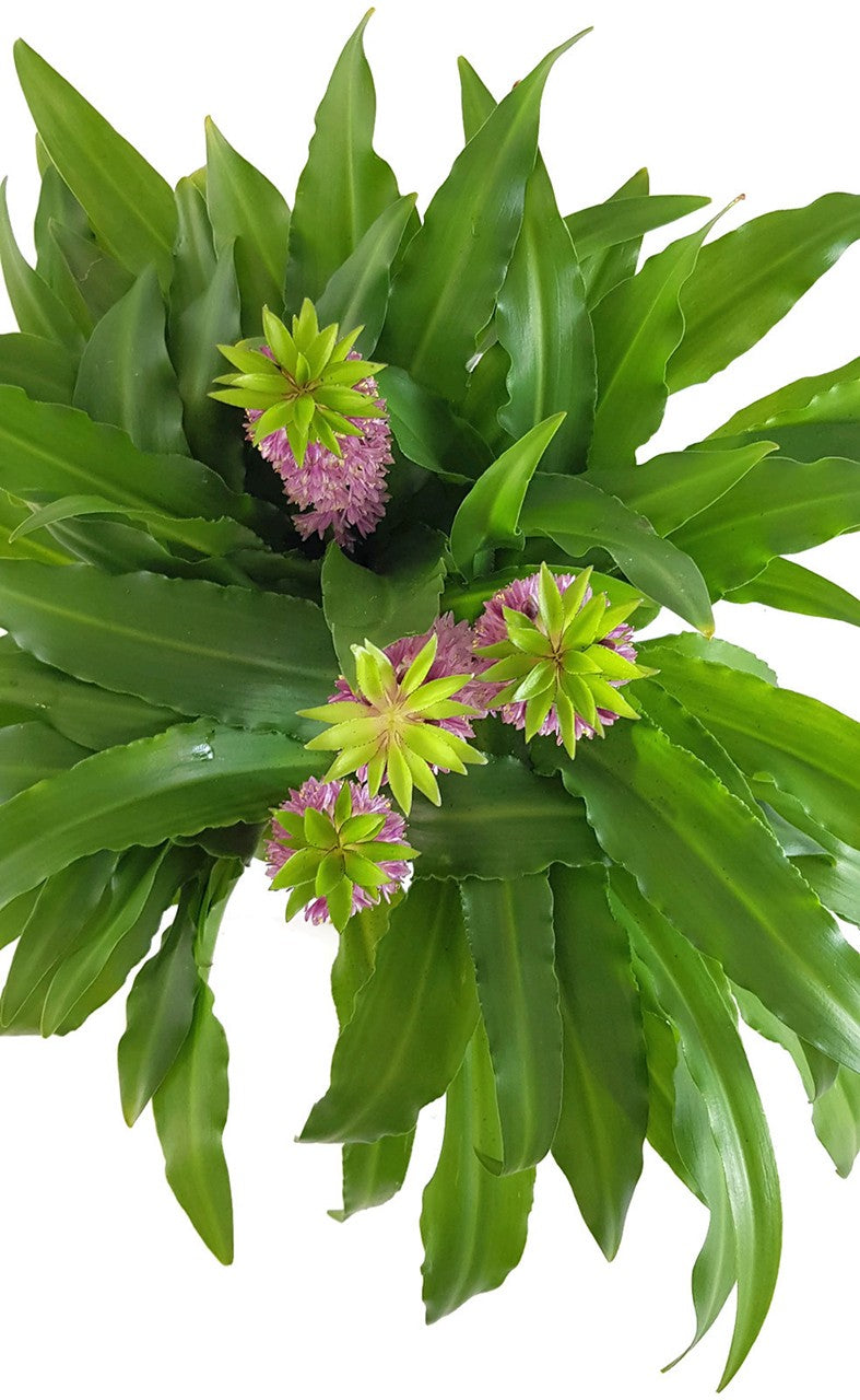 Eucomis Leia - rosa Schopflilie SALE ohne Blüte