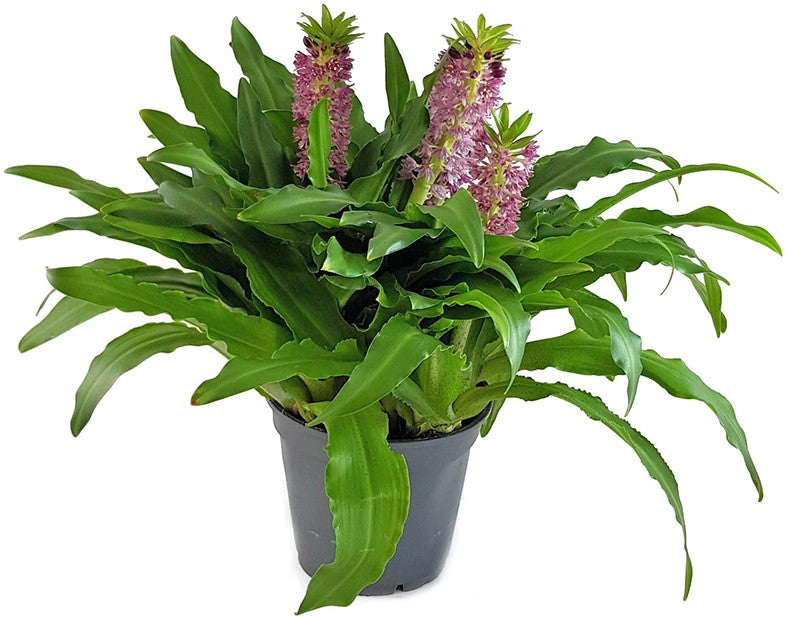 Eucomis Leia - rosa Schopflilie