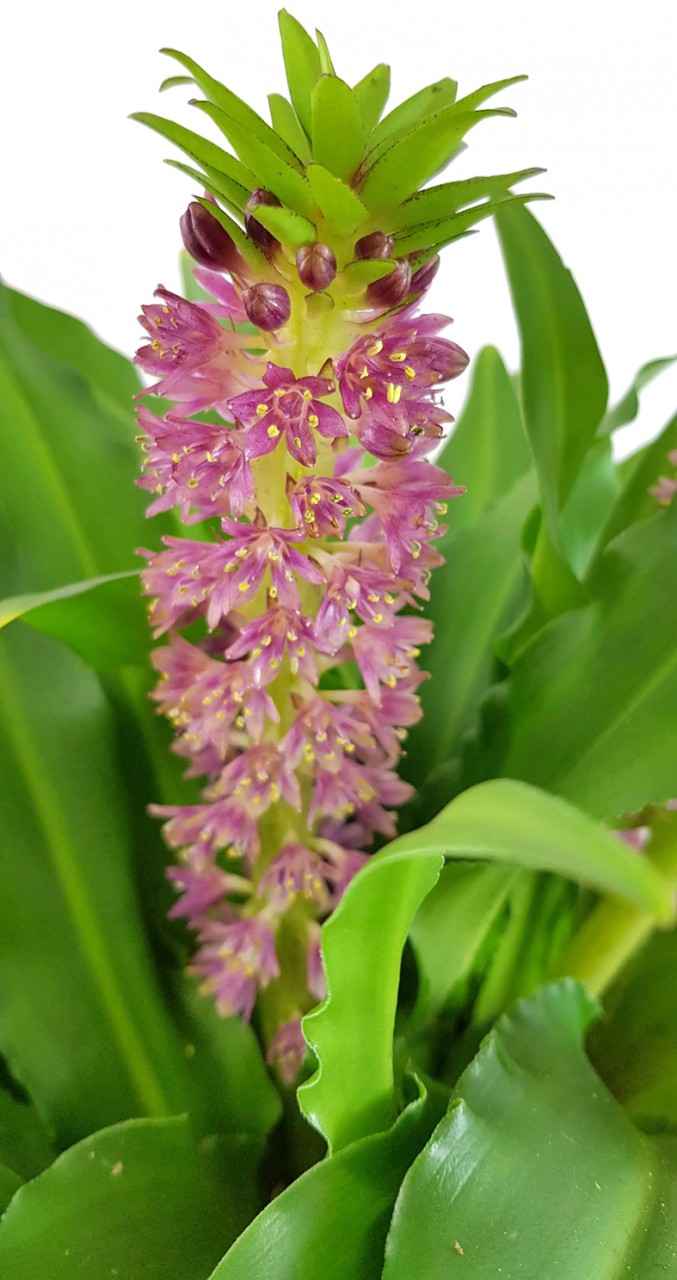 Eucomis Leia - rosa Schopflilie SALE ohne Blüte