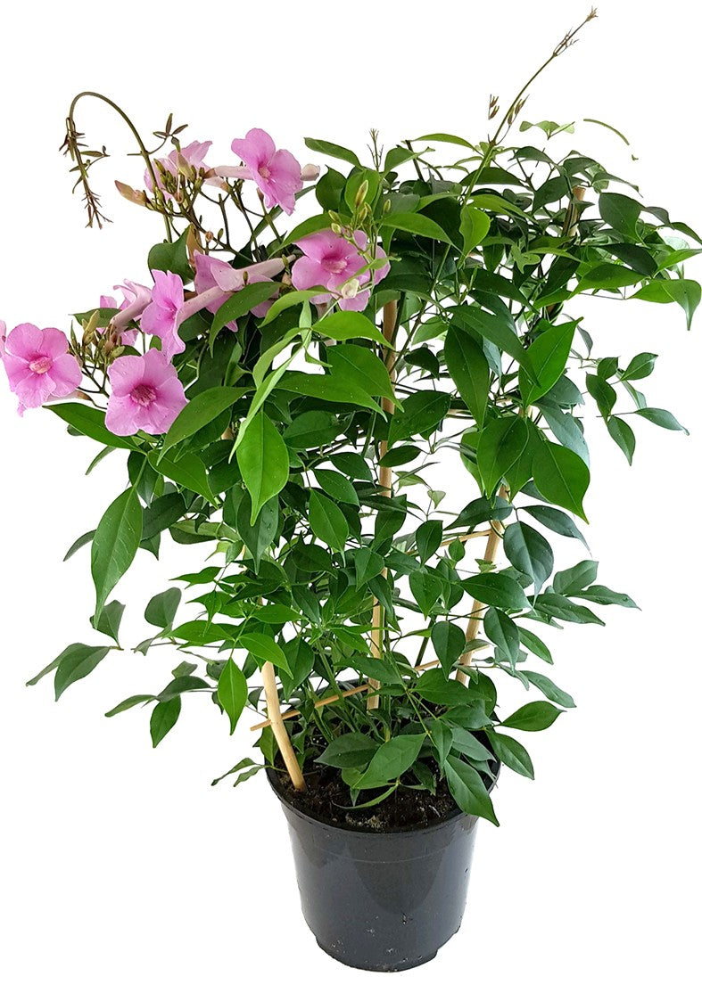 Pandorea jasminoides - Laubenwein