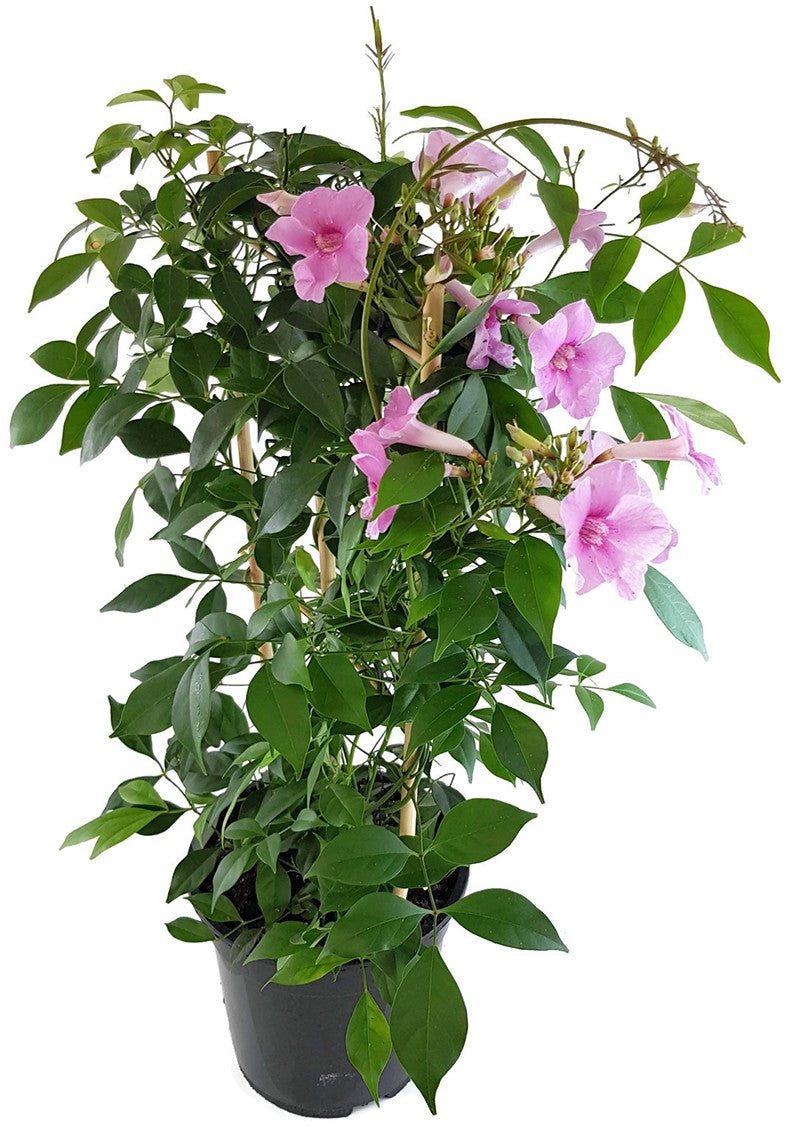 Pandorea jasminoides - Laubenwein