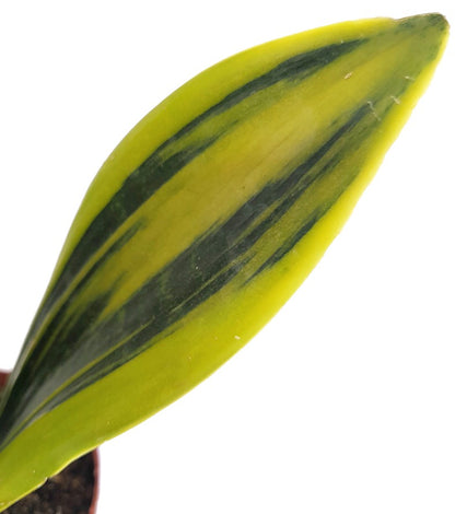 Sansevieria &quot;Golden Flame&quot; - goldgelber Bogenhanf