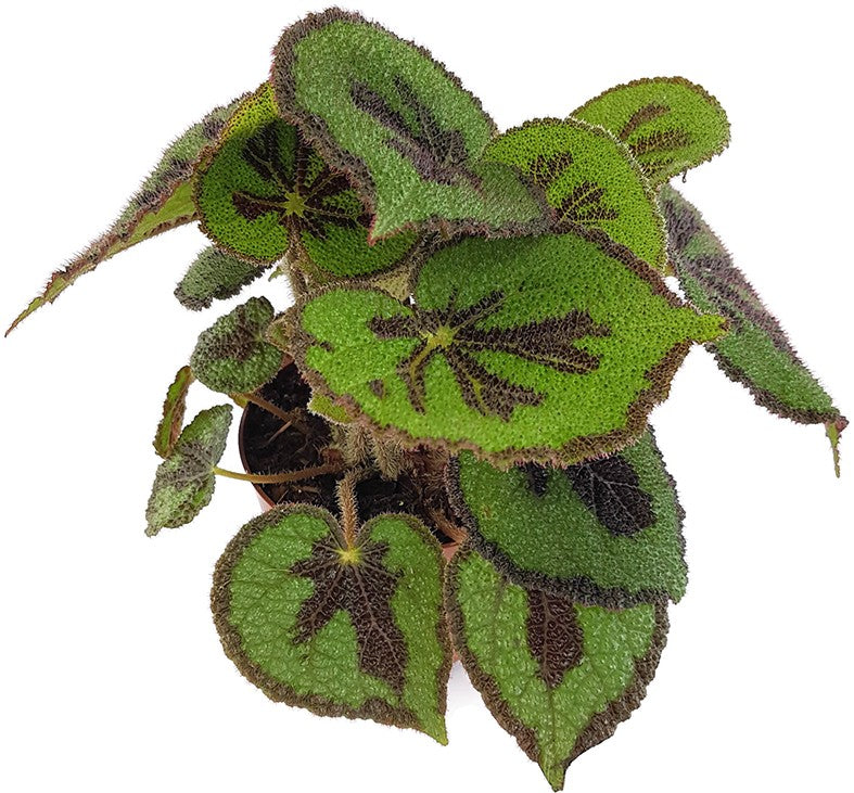 Begonia masoniana &quot;Iron Cross&quot; - Begonie