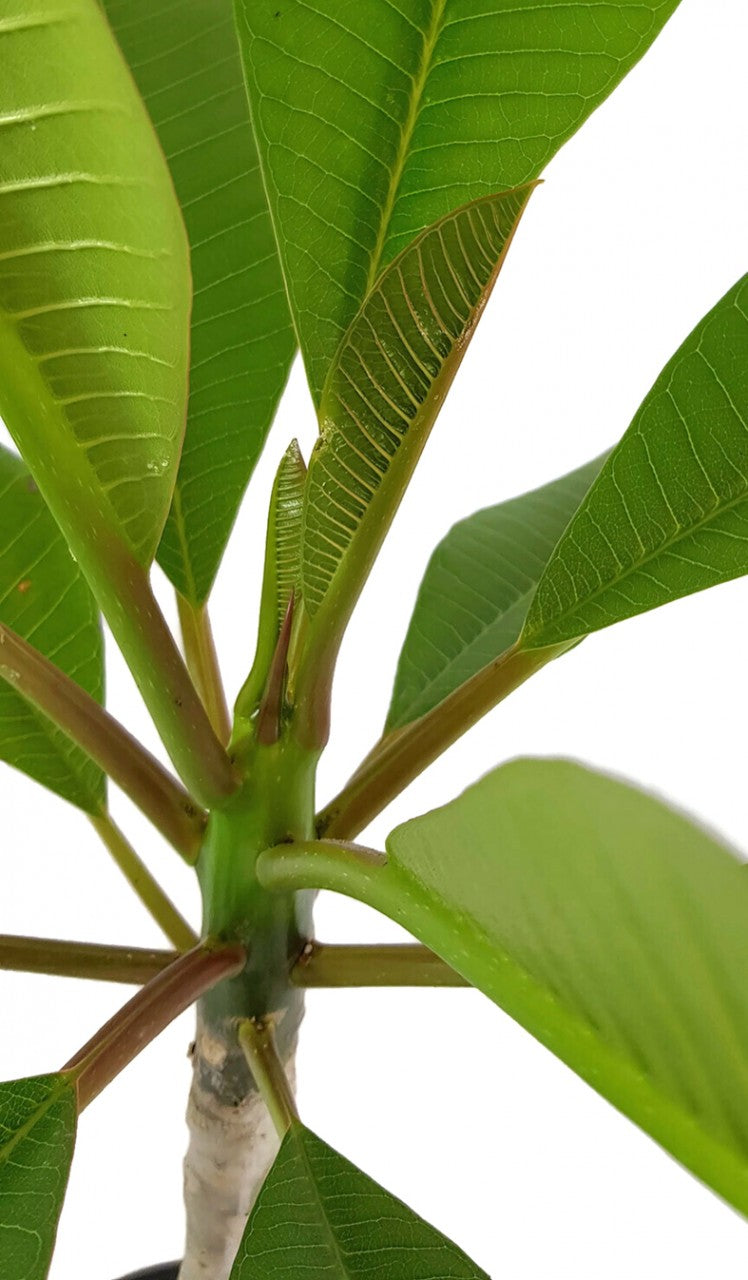 Plumeria Frangipani &quot;Alba&quot; - Tempelbaum mit weißen Blüten