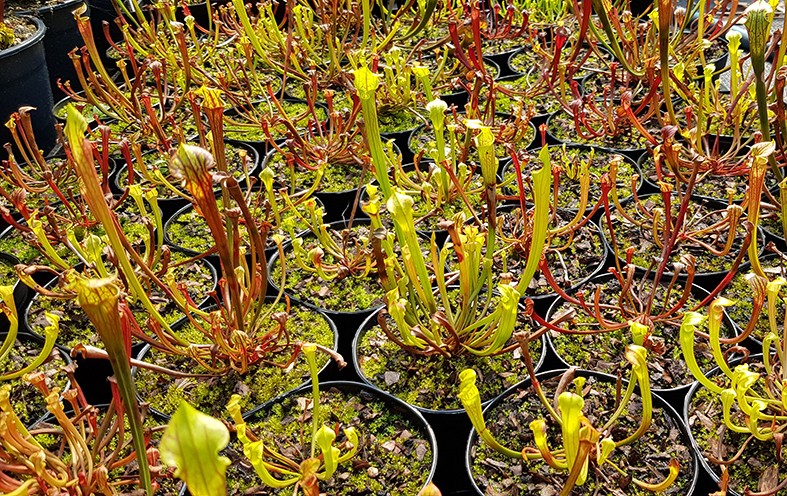 Sarracenia Flava var. Atropurpurea X self - 2 jährige Sämlinge - seedgrown