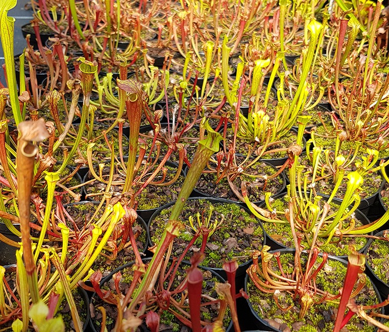 Sarracenia Flava var. Atropurpurea X self - 2 jährige Sämlinge - seedgrown