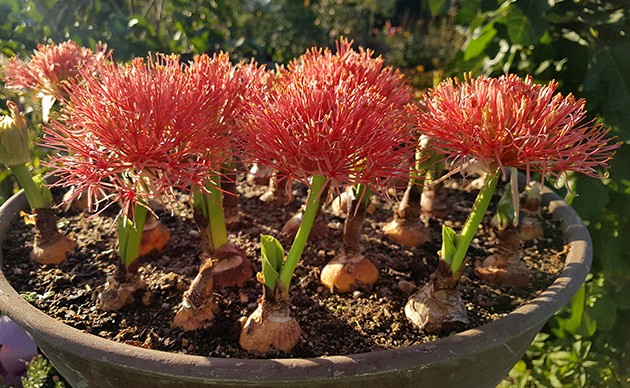 Scadoxus multiflorus - Blutblume