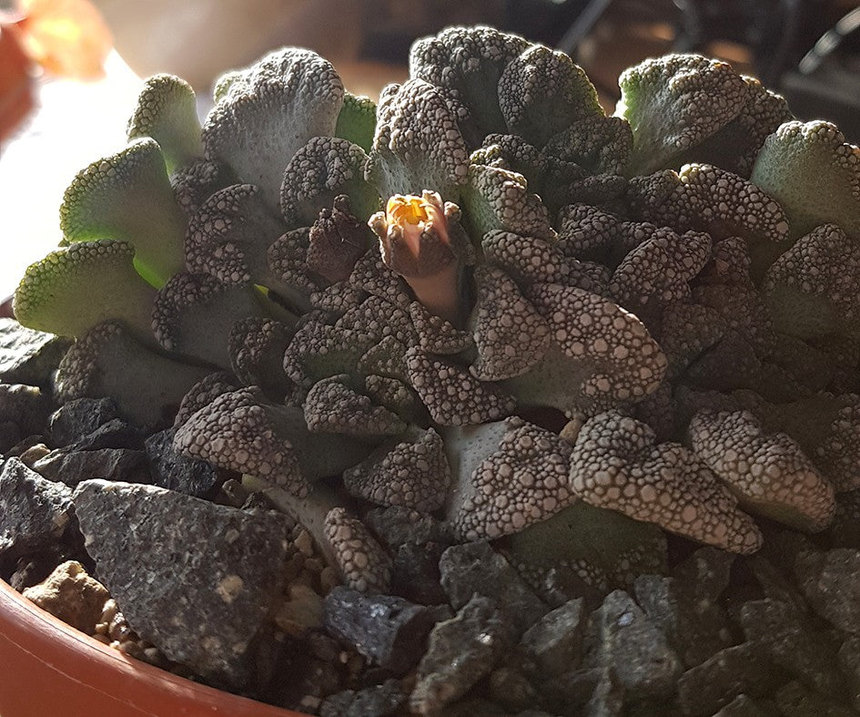 Titanopsis calcarea - Sukkulente