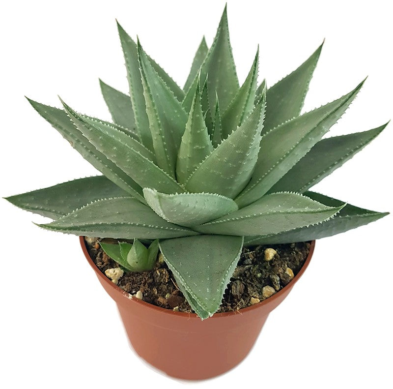 Haworthia &quot;Savanna&quot; - silber-graue Sukkulente