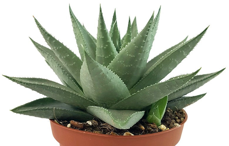 Haworthia &quot;Savanna&quot; - silber-graue Sukkulente