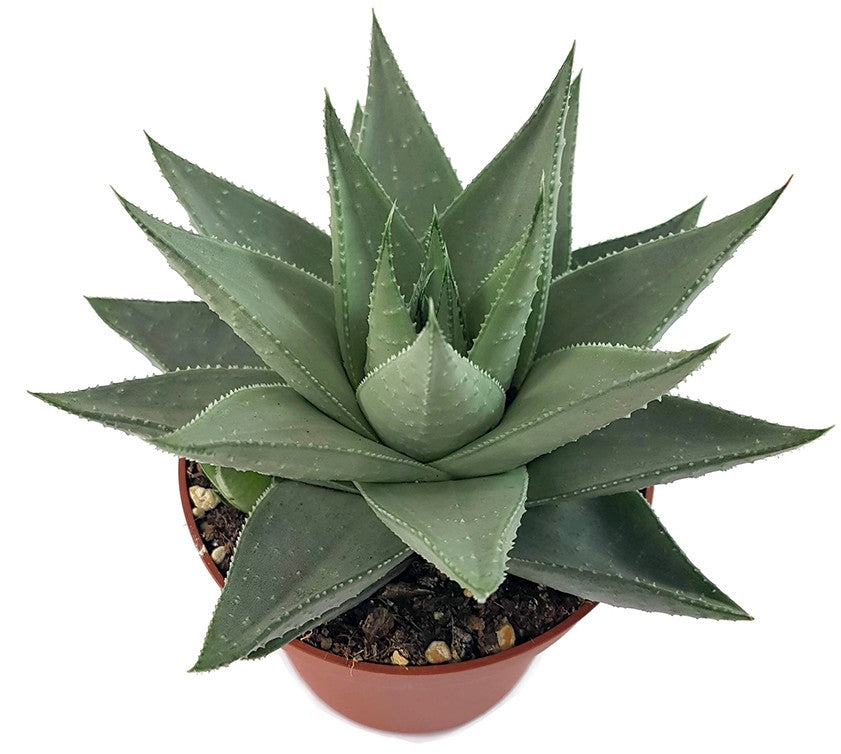 Haworthia &quot;Savanna&quot; - silber-graue Sukkulente