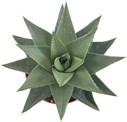 Haworthia &quot;Savanna&quot; - silber-graue Sukkulente