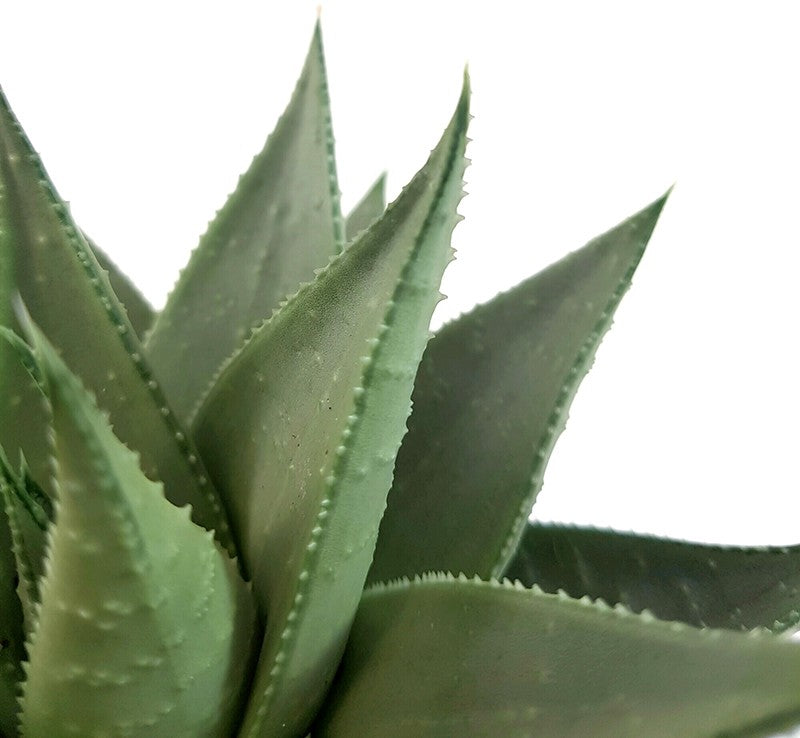 Haworthia &quot;Savanna&quot; - silber-graue Sukkulente