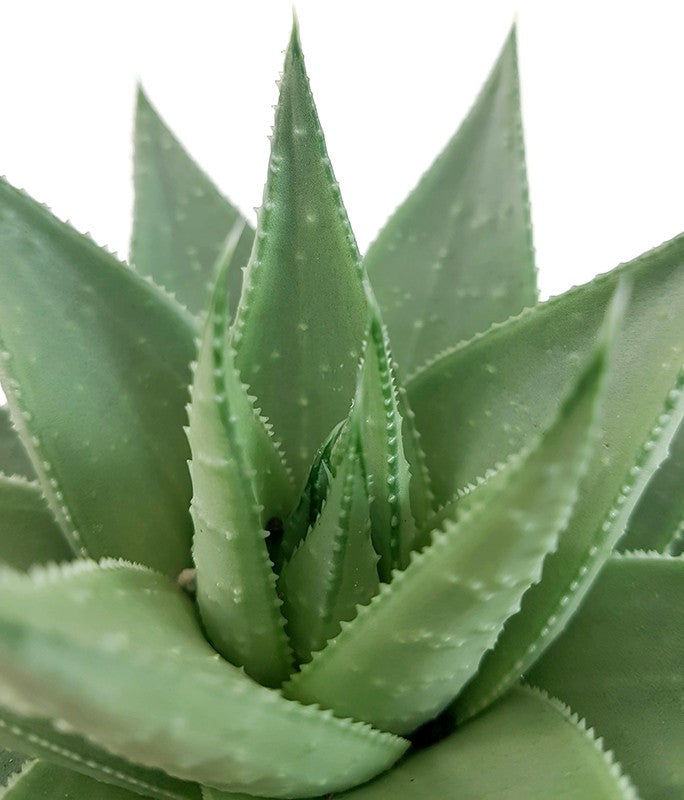 Haworthia &quot;Savanna&quot; - silber-graue Sukkulente