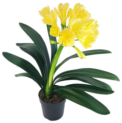 Clivia Miniata - goldrosa-gelbe Blüten