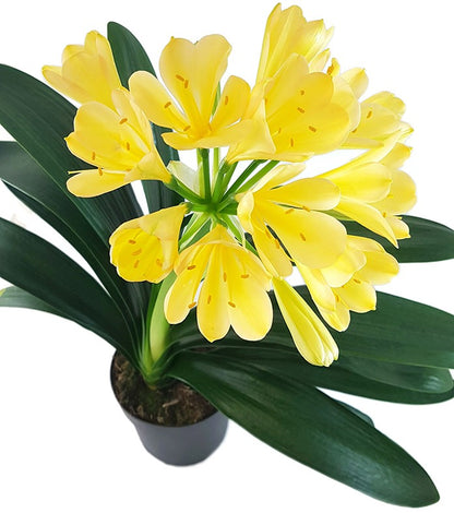 Clivia Miniata - goldrosa-gelbe Blüten