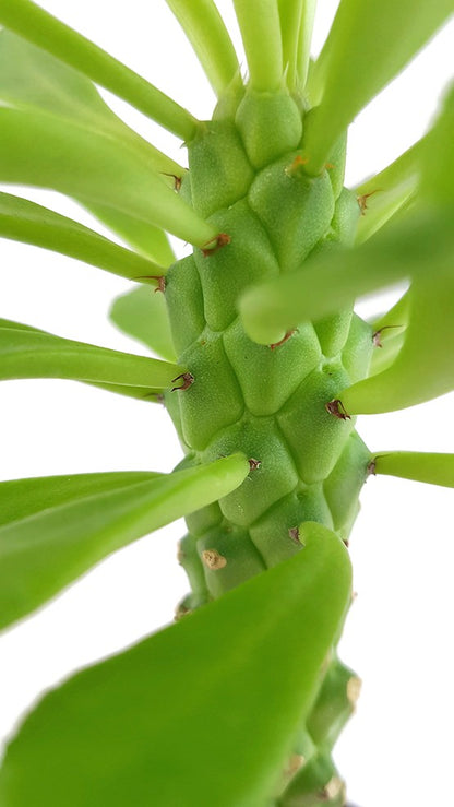 Monadenium guentheri - Euphorbie