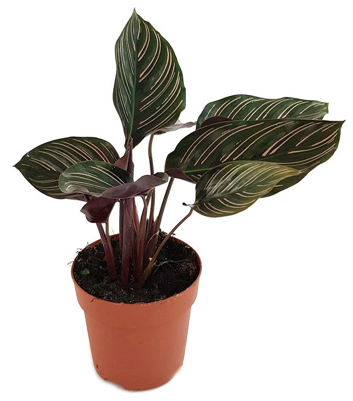 Calathea ornata - Korbmarante