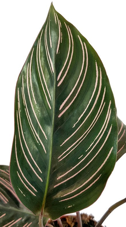 Calathea ornata - Korbmarante