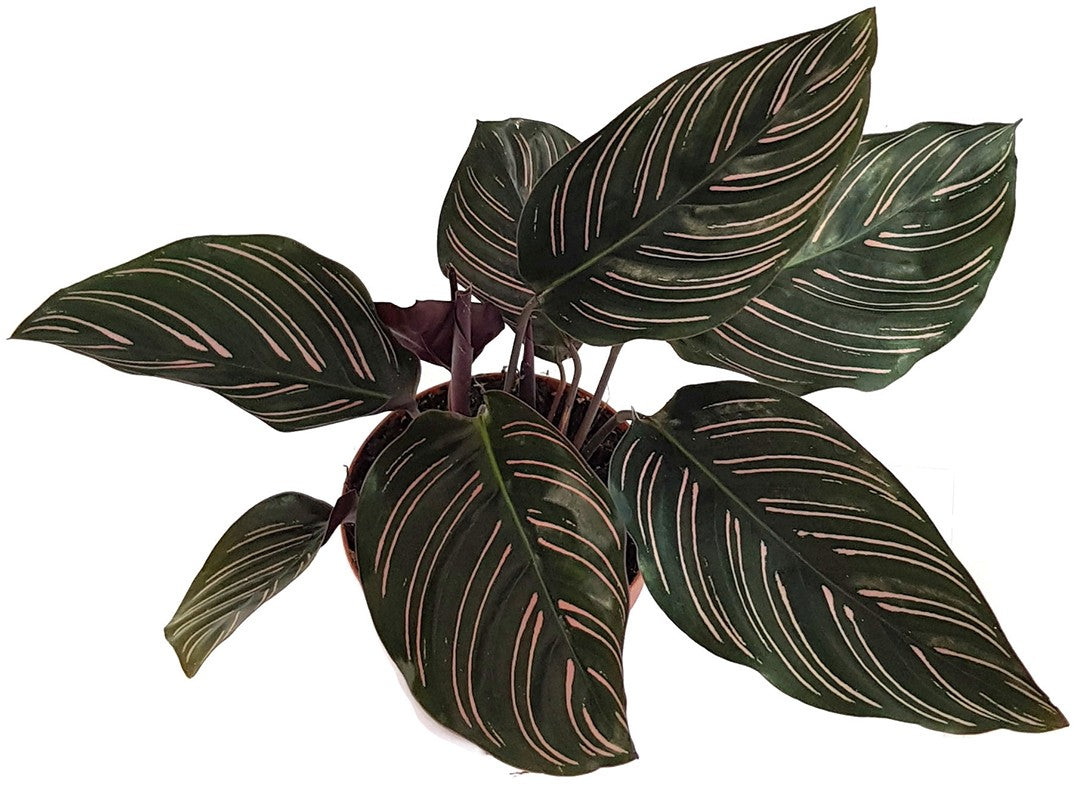 Calathea ornata - Korbmarante