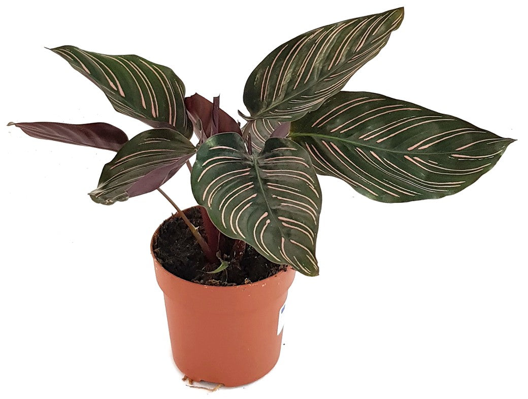 Calathea ornata - Korbmarante