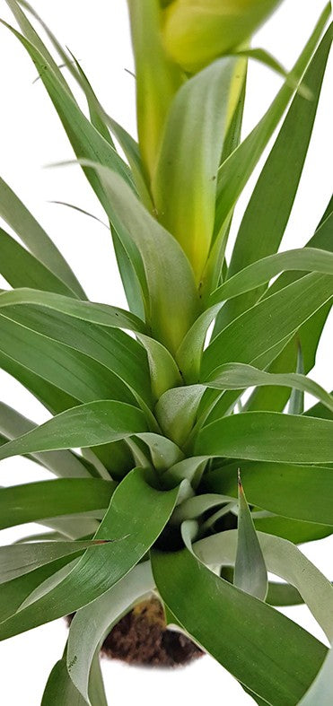 Tillandsia oerstediana - gelbe Bromelie