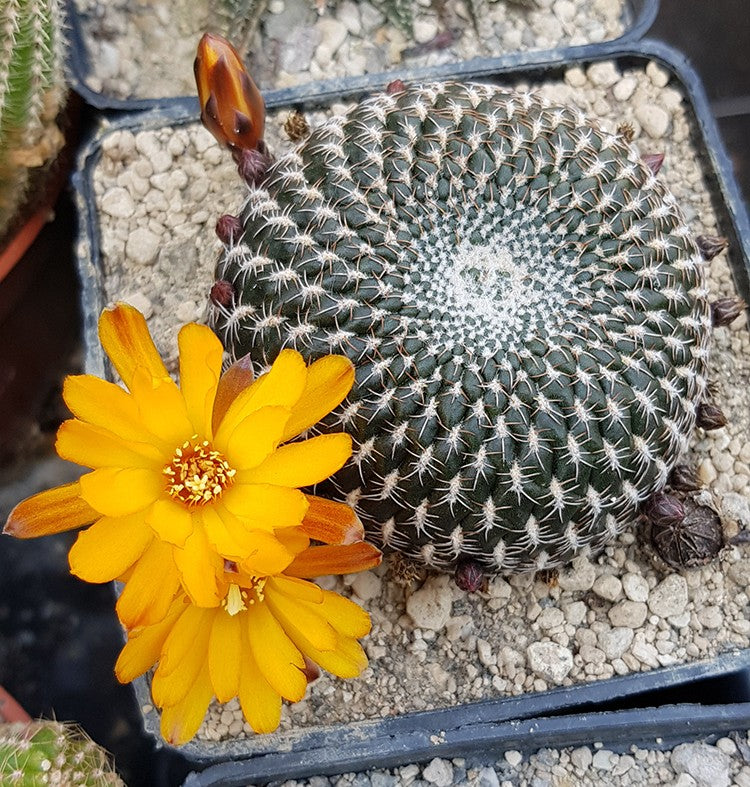 Sulcorebutia arenacea - Sukkulente