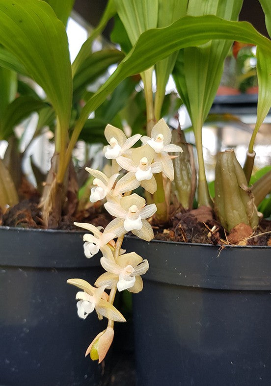 Pholidota chinensis - Orchidee