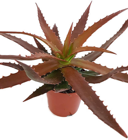 Aloe Cameronii - Sukkulente